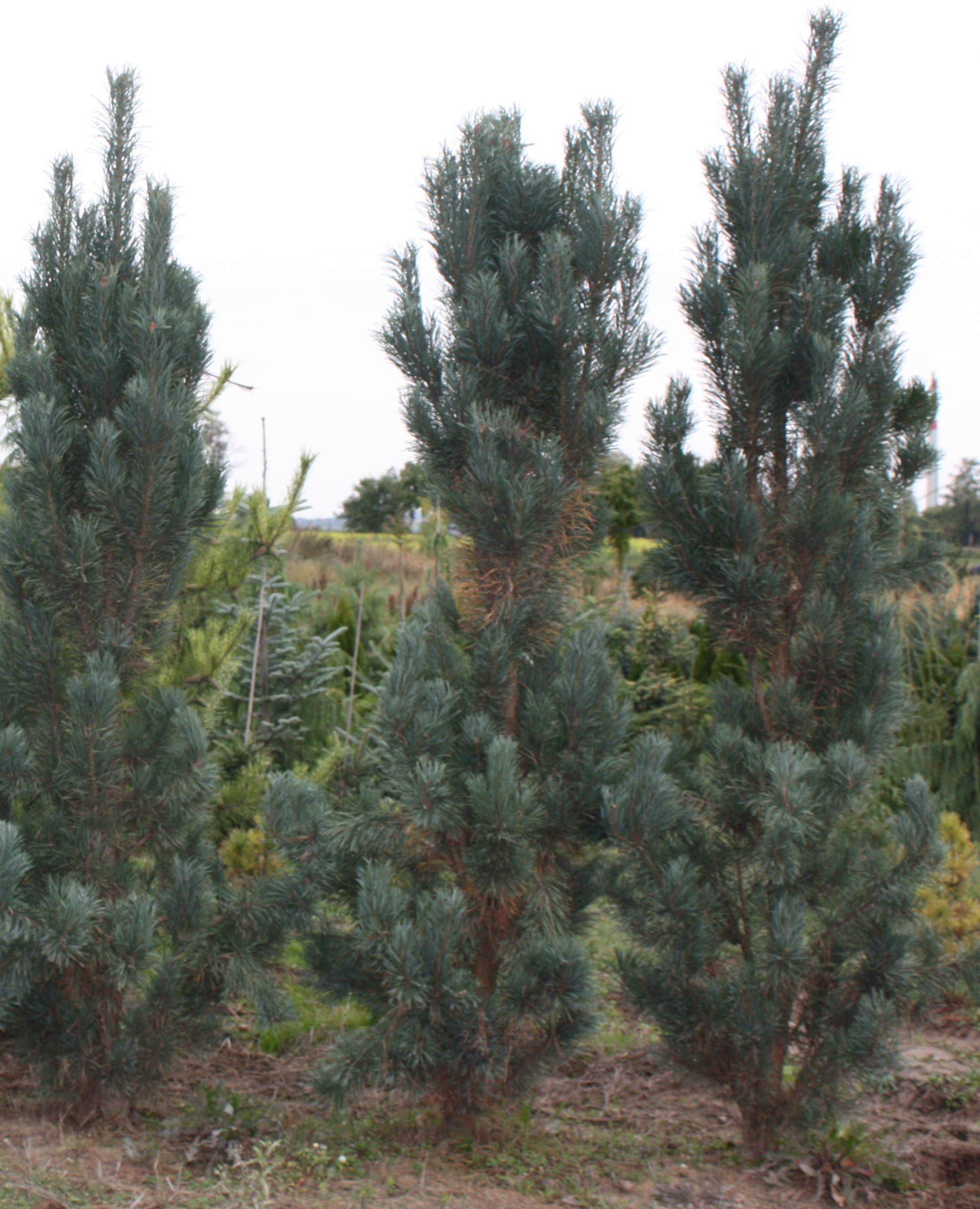 Сосна обыкновенная `Фастигиата`, Pinus sylvestris `Fastigiata` | СадПарад